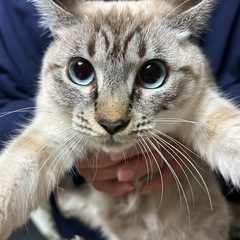 シャム風みぃちゃん【決まりました】