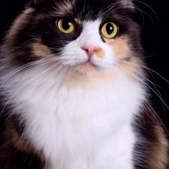 本日‼️🐈４月６日(日)すみれペットクリニック様にて『 星 』様主催🐾保護猫の譲渡会(予約不用)を開催致します❣❣️️🌸🐈🐾子猫５ヶ月〜成猫ちゃんまで計11匹参加予定❣️❣️🌸🐈🐾皆様のお越しを心よりお待ち致しております❣️🐈🙇‍♀ - 立川市