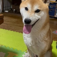 清丸（きよまる）君　6才 - 行橋市