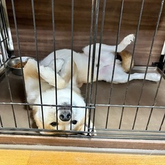 清丸（きよまる）君　6才 - 里親募集
