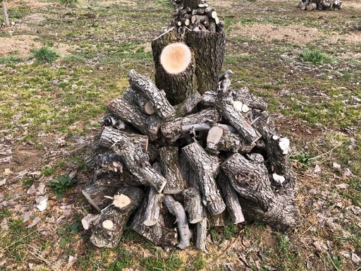 条件付 薪用の梨の玉切り 3トン 5月連休までに