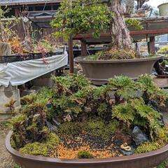 売約済岩松の寄せ植え