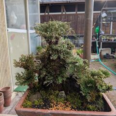 売約済岩松の寄せ植え