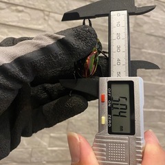 ニジイロクワガタ　新成虫　
♂1♀1ペアの画像