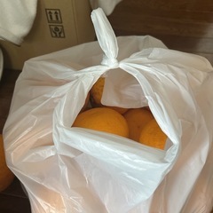 夏みかん大量の画像