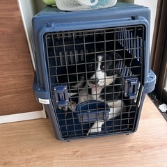 犬　クレートの画像