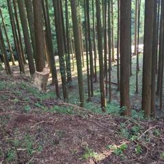 山林レンタル − 静岡県