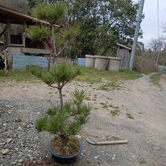 松の鉢植え