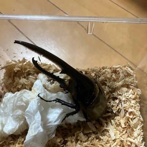 ヘラクレスヘラクレス