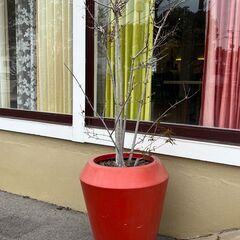 大型植木鉢／店舗改装・新築建て替えに伴い、装飾品・備品・家具を譲...