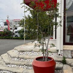 大型植木鉢／店舗改装・新築建て替えに伴い、装飾品・備品・家具を譲...