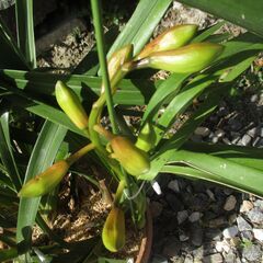 【お譲り先決定】　4/ 2撮影　最新版　【最終処分】　シンピジュウム　植木鉢に入ったお花　洋ラン　１鉢　シンピジュームの画像