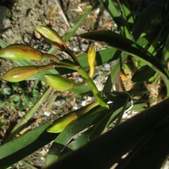 【お譲り先決定】　4/ 2撮影　最新版　【最終処分】　シンピジュウム　植木鉢に入ったお花　洋ラン　１鉢　シンピジュームの画像