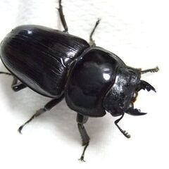 京都府産オオクワガタ F1 ♀49.6ミリの画像