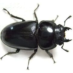 京都府産オオクワガタ F1 ♀49.6ミリの画像