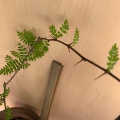 山の山椒★実生苗★3才くらい❤️実生なので丈夫です の画像