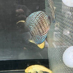 2匹のみ