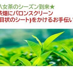 1日OK高収入☆9,600円(日払い可)☆お茶畑にシート(バロン...