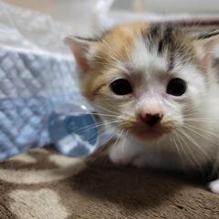 【新規受付中止】三毛猫　メス生後1ヶ月くらいの画像