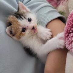【新規受付中止】三毛猫　メス生後1ヶ月くらい - 猫