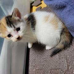 【新規受付中止】三毛猫　メス生後1ヶ月くらい - 里親募集