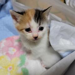 【新規受付中止】三毛猫　メス生後1ヶ月くらい − 千葉県