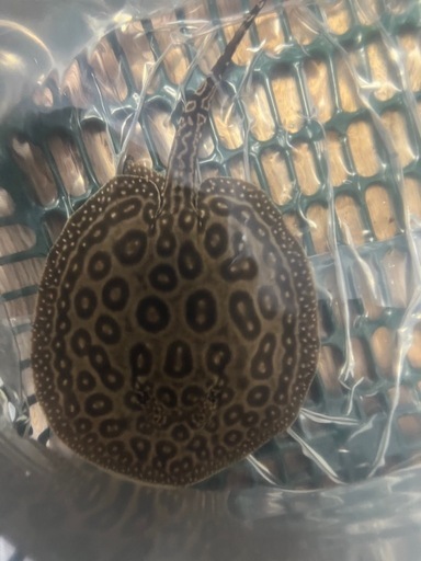 大型水槽セット　　アクリル水槽