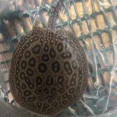 大型水槽セット　　アクリル水槽の画像