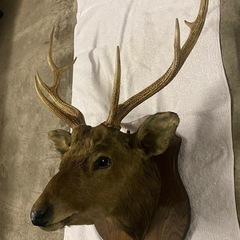 鹿の剥製　鹿の頭　ハンティングトロフィーの画像