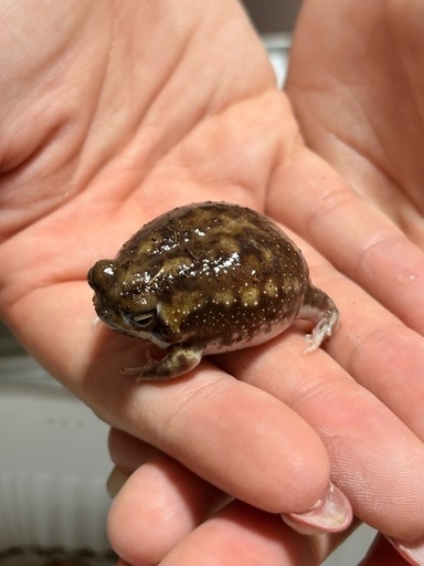 アメフクラガエル