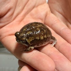 アメフクラガエルの画像