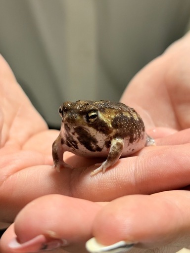 アメフクラガエル