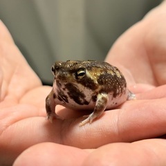 アメフクラガエルの画像