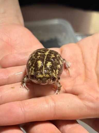 アメフクラガエル