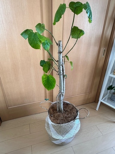 観葉植物　フィカス　ウンベラータ\n