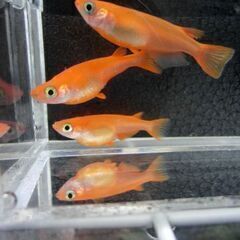 めだか　楊貴妃　紅帝　幼魚５匹～の画像