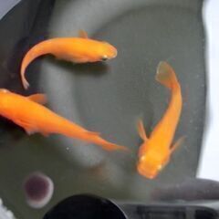 めだか　楊貴妃　紅帝　幼魚５匹～の画像