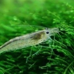 ミナミヌマえび