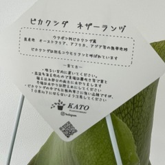 ビカクシダ　ネザーランヅの画像