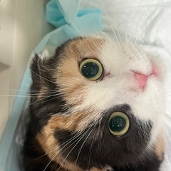 決定🐈女の子