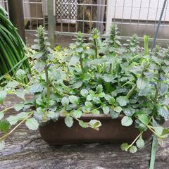 花　④　アジュガ（十二単）　
