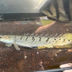 ポリプテルスデルヘッジ　熱帯魚　大型魚