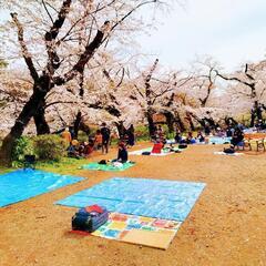    【現在5名】   桜を愛でながらみんな飲んで楽しんでそして...