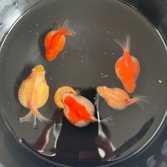 ピンポンパール　金魚　5匹セット
の画像