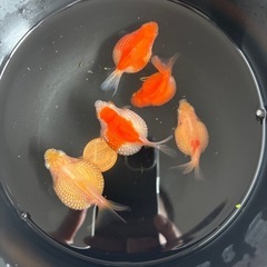 ピンポンパール　金魚　5匹セット
の画像