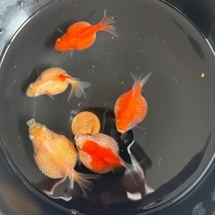 ピンポンパール　5ひき　金魚