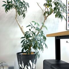 観葉植物☆シェフレラ／鉢10号／高150cm／プランツ／シンボルツリー