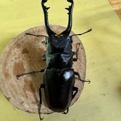 ギラファノコギリクワガタ(亜種ティモレンシス)幼虫