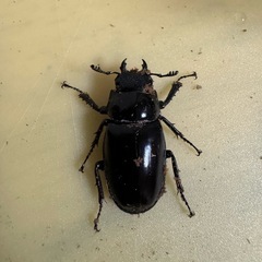 ギラファノコギリクワガタ(亜種ティモレンシス)幼虫の画像