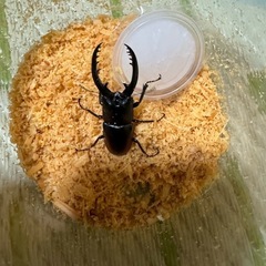 レニノコギリクワガタ(紋あり)　幼虫